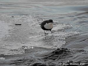 Koskikara Paavonkari 16.1.2021 Seppo Mäkitalo